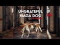 Capture de la vidéo Shalkal - Ungrateful Maga Dog (Official Audio)