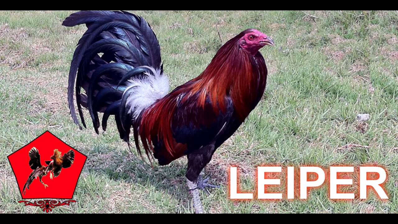video de Razas de Gallos de Pelea YouTube video de Razas de Gallos de Pelea YouTube