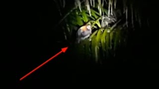 berburu ayam hutan di malam hari alhamdulillah dapat 6 poin