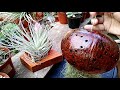DIY - AIR PLANT HOLDER FROM COCONUT SHELL