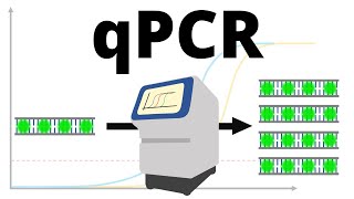 qPCR (realtime PCR) protocol explained