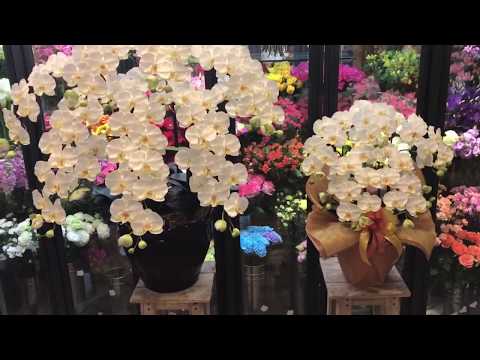 移転祝い 東京都 お祝い 中央区 退職祝い 就任祝い 開店祝い 造花 お誕生日