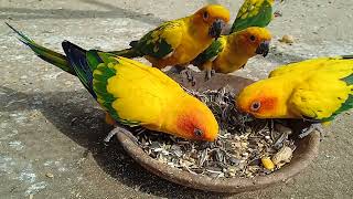 Sun conure breeder pair eating sun flower/  sun conure pair / 3 baby good looking#viral#video. by Birds Lover  141 views 1 month ago 42 seconds