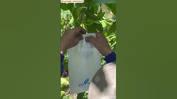 #Shorts Bao Trái Xoài Cát Hòa Lộc, Xoài Sớm Vụ 2023 | VTK.CHANNEL