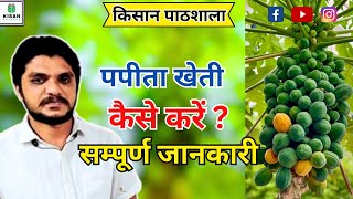 786-How to do Papaya Farming from beginning to end Kisan Pathshala BALRAM KISAN 9424538222