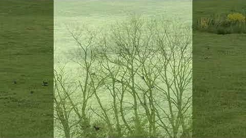 Bobolinks Pay A Visit