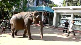 Elephant Parade.avi