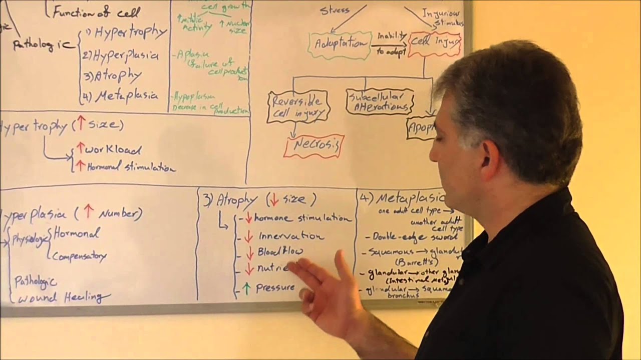 Cellular Adaptation - YouTube