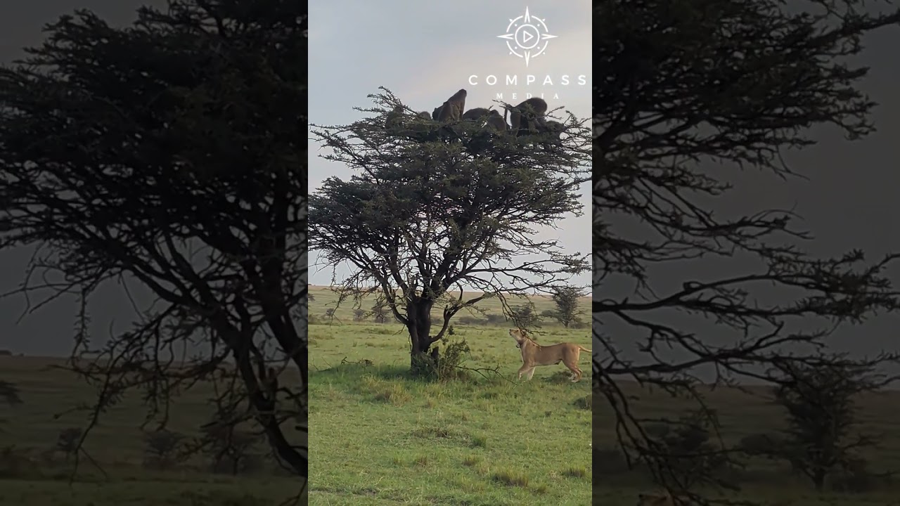 Lion Traps 20 Baboons Up Tree