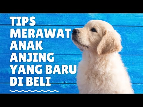 Video: Cara Melatih Anjing Anda dengan Mainan Rawat