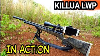 Berburu Tekukur Killua 160 Lwp