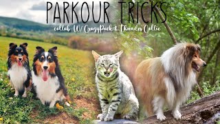 Amazing PARKOUR tricks by Elinor, Thunder, Narnia and Padfoot/Collab with Thunder Collie by CrazyPack 294 views 1 year ago 3 minutes, 28 seconds