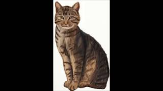 Как нарисовать кошку Как нарисовать кошку