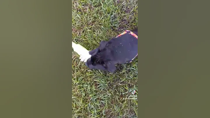mane bullies