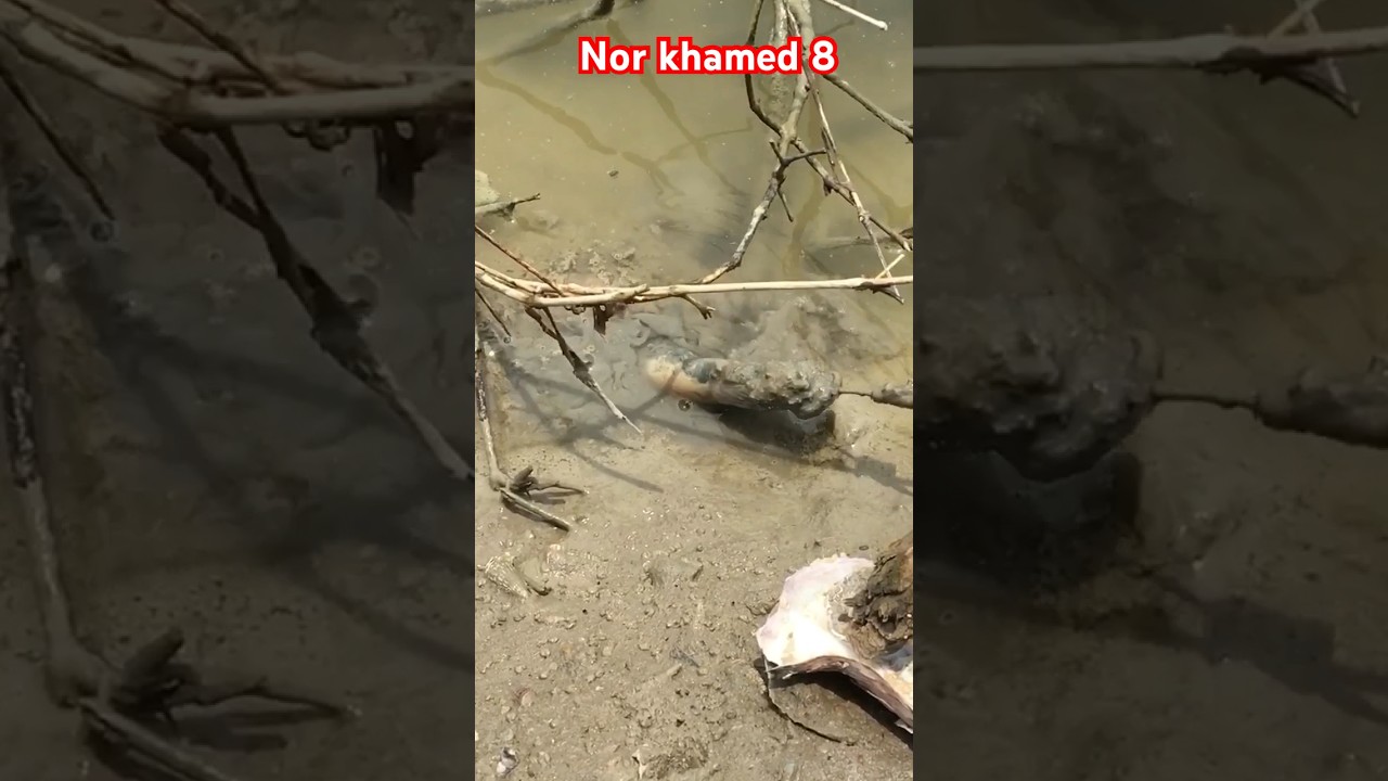 strike belut pakai joran# belut