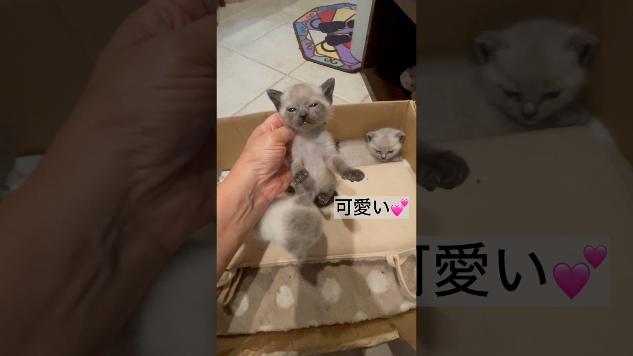 5月は息つく暇もなく、子猫相談が次々です。