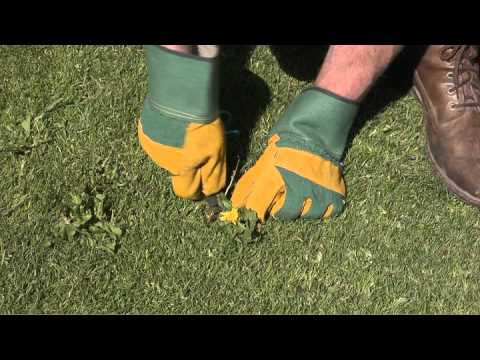 Summer Lawn Care Video - YouTube