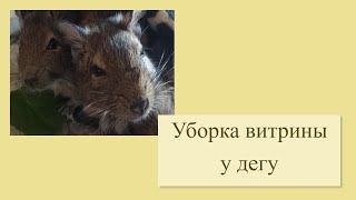видео: УБОРКА У ДЕГУ // Чищу витрину картинка: УБОРКА У ДЕГУ // Чищу витрину