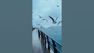 تلاوة خاشعة (وَإِذْ قَالَ إِبْرَاهِيمُ رَبِّ أَرِنِي كَيْفَ تُحْيِي الْمَوْتَى") ❤️❤️🥰✋