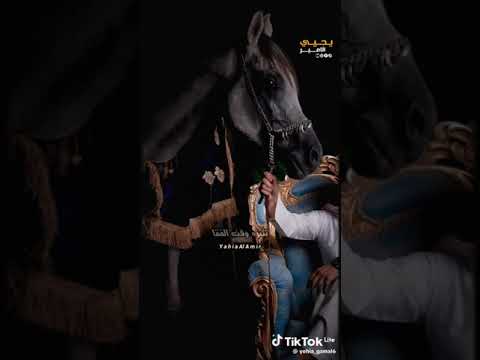 ياسر رشاد لما يبقي عربي اصيل خياله يتفصل تفصيل 