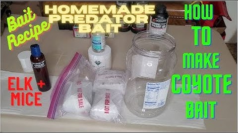 Coyote bait. Predator bait. How to make bait for coyote trap line.