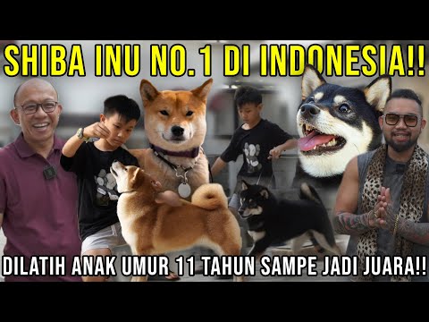 SHIBA INU NO. 1 DI INDONESIA!! DILATIH ANAK UMUR 11 TAHUN SAMPE JADI JUARA!! GOZ CASTLE #indoexotic