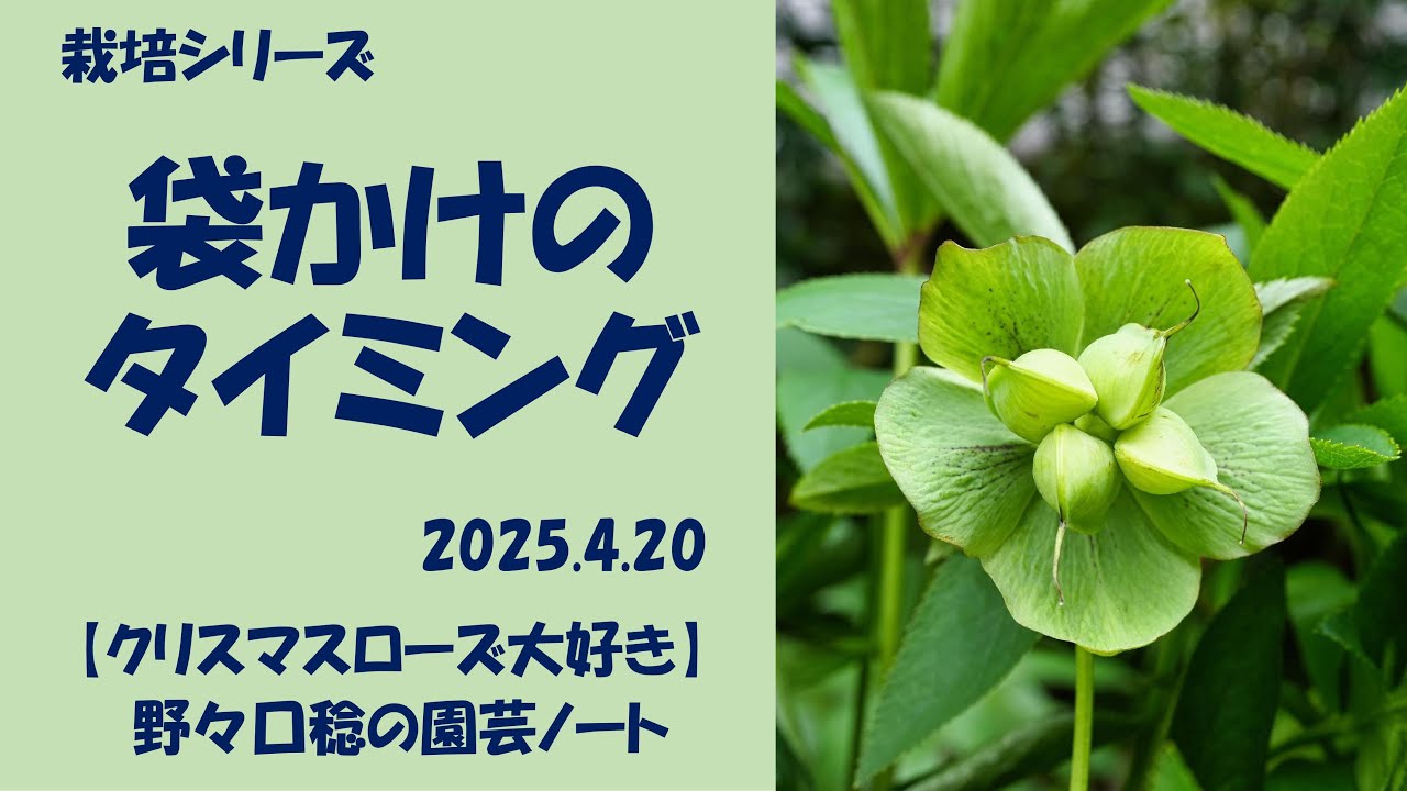 2025.4.20 Bagging timing - YouTube