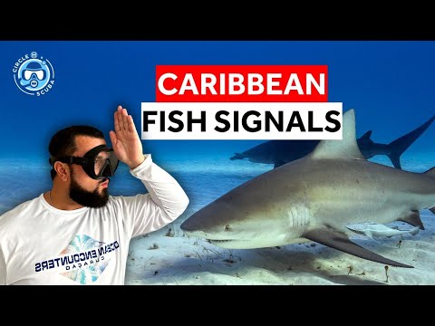 Wideo: Wspólna ryba rafowa Florydy i Karaibów