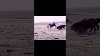 A Mare Protecting Her Foal