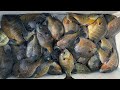 April Bluegills In Louisiana(Catch Clean Cook)