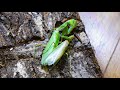 凄まじき生殖本能！頭を喰い離され腹部のみになるも交尾を達成するカマキリ Shocking! Praying mantises can mate using only their abdomens