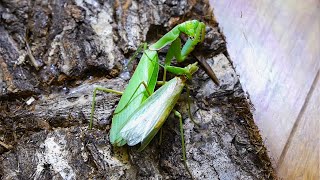 凄まじき生殖本能!頭を喰い離され腹部のみになるも交尾を達成するカマキリ Shocking! Praying mantises can mate using only their abdomens