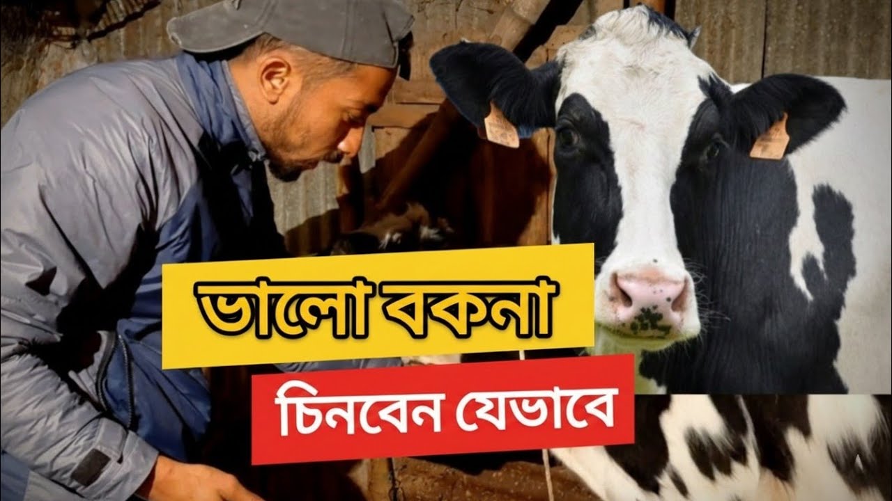 হাটে গিয়ে বকনা কিনবেন? এই ভিডিও না দেখলে ঠকবেন | হলিস্টিন ফ্রিজিয়ান বকনা চিনার উপায় 🐄 