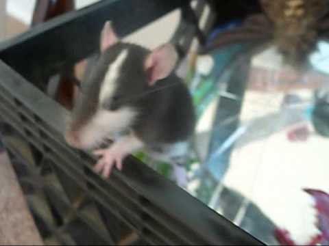 games people play Ratratratrat