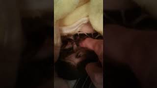 Rescue squirrel Clyde gets tickled while sleeping on his back