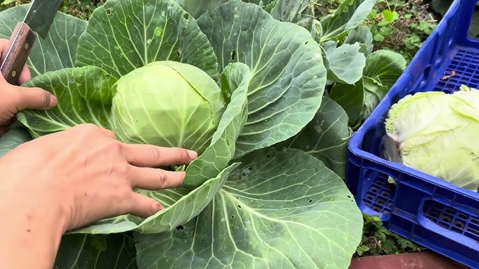 Cải bắp có lợi ích gì cho sức khỏe? Cải bắp có lợi ích gì cho sức khỏe?