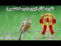 تغريد طائرالبوح روعة ماشاء الله درسة الشعير Emberiza Hortulana 