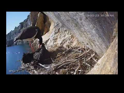 Cigüeñas negras (Ciconia nigra) en Tajo Internacional