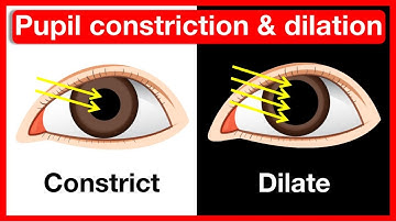 Why do pupils change size? 👁️ | Pupil constriction & dilation | Easy learning video
