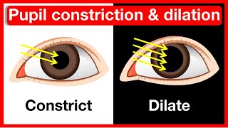 Why do pupils change size? 👁️ | Pupil constriction & dilation | Easy learning video by Learn Easy Science 2,625 views 6 months ago 1 minute, 15 seconds