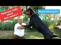 All about a Doberman | By Baadal Bhandaari (Pathankot) | 9878474748