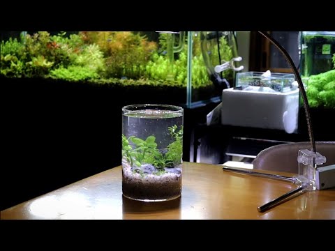 ダイソーのガラス容器を使用してエビボトルを作った - YouTube