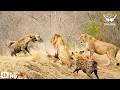 WHEN PREDATORS COLLIDE | The Most Brutal Animal Rivalries | Nature Animal Documentary