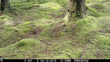 Red Squirrel in Cynghordy
