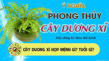 Cây Dương Xỉ hợp mệnh gì?tuổi gì? Ý nghĩa phong thủy