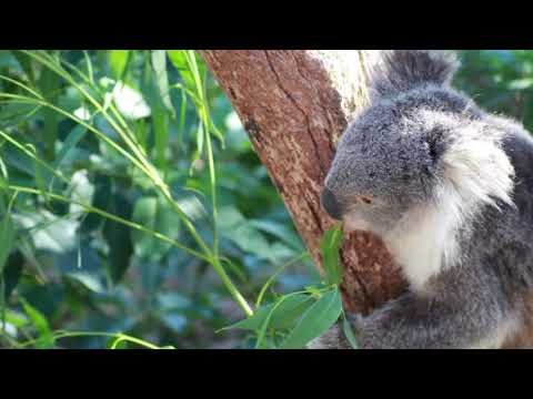 コアラ 可愛らしく大きい鼻の特徴ある顔 Youtube