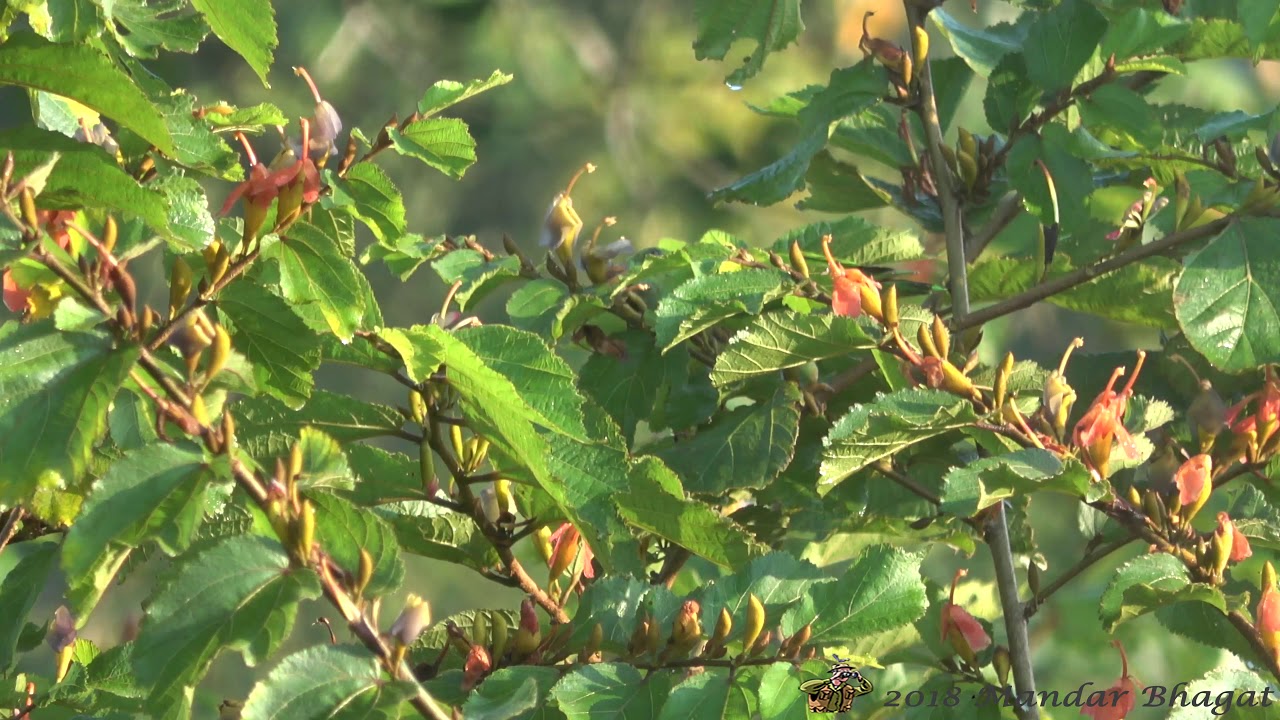 Vernal Hanging Parrot (Loriculus vernalis)- Feeding