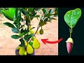 How to grow jackfruit tree with banana flower hormone fast 60 dy