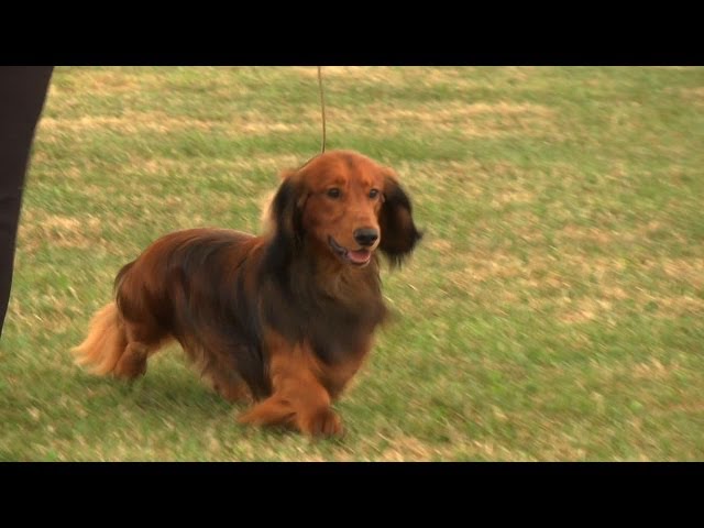 RICHMOND CHAMPIONSHIP DOG SHOW