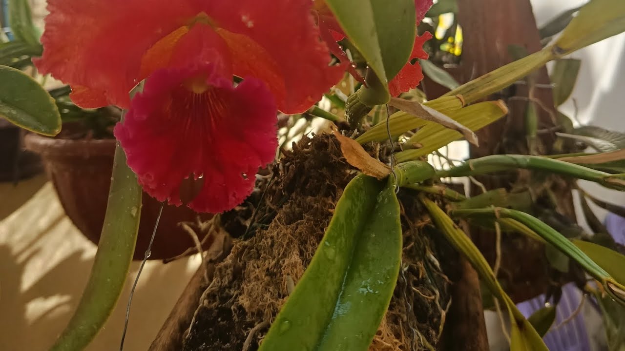 Aqui mostro como faço replante de orquídea que já está na madeira a muito tempo e precisa de cuidado